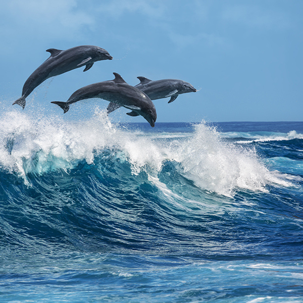 dolphin ride in malvan